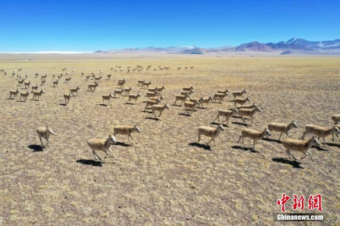 西藏阿里改则县的藏羚羊群。边巴 摄