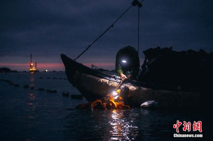 图为5月7日凌晨，渔民在海上收割海带。 <a target=